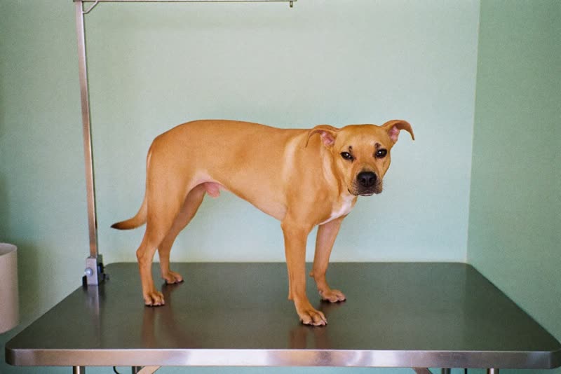 A dog standing calmly on a stainless steel grooming table in a plain, bright room