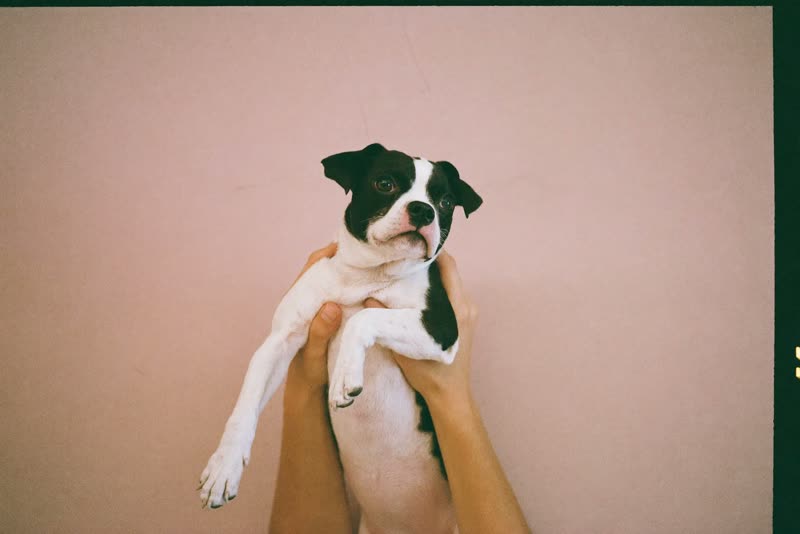 A small dog held gently in a pair of hands