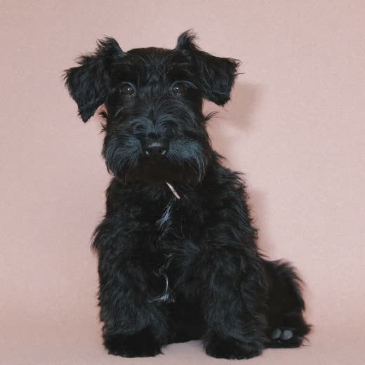 A freshly trimmed black terrier sitting against a pale blush background