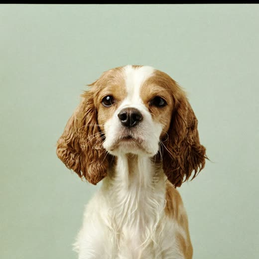 A spaniel with a damp coat after a bath against a plain pale backdrop