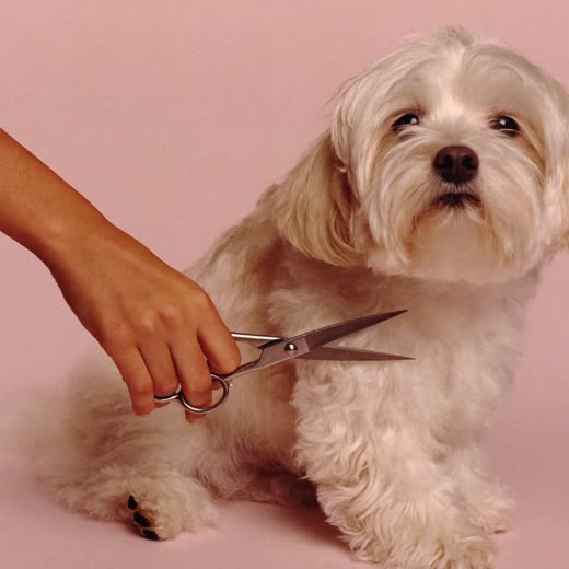 Grooming scissors trimming the leg of a small white dog