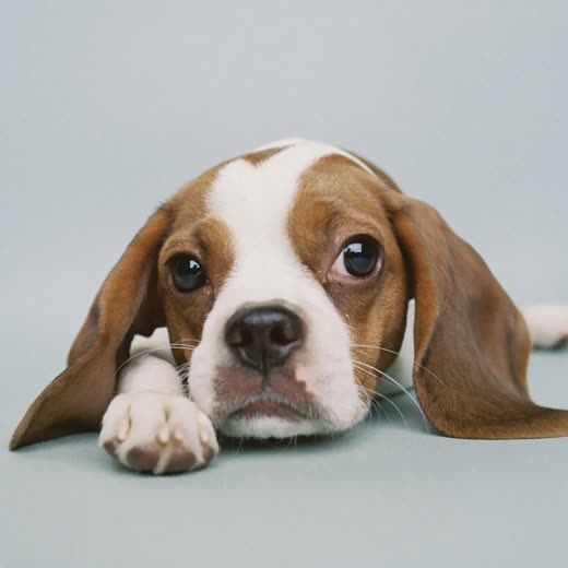 A small dog's paw with neatly clipped nails