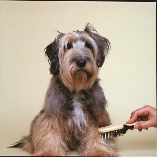 A shaggy terrier-cross being brushed with a slicker brush